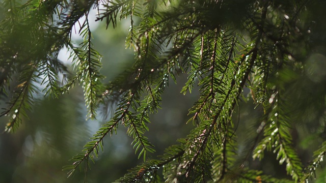 春天的森林里，云杉的枝条在风中摇曳视频素材