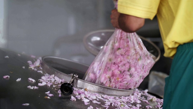 在蒸馏瓶中倒入粉红玫瑰花，香精油生产视频下载