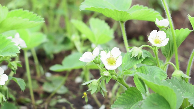 白色草莓花开花植物在春天视频素材