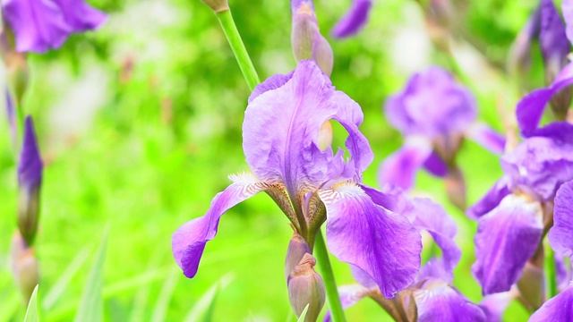 鸢尾花上绿油油的，在阳光明媚的春日花园中，美丽的户外花以柔为背景聚焦，选择性聚焦，紫花视频素材