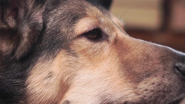 狗的肖像近距离选择聚焦在家里视频素材