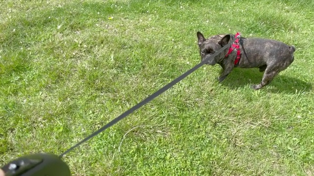 在公园里牵着狗绳散步的法国斗牛犬。视频下载