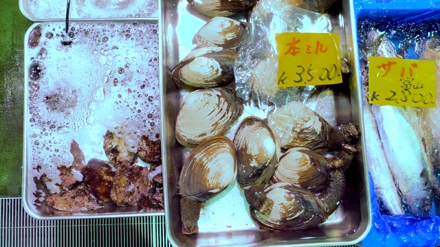 日本东京水盘上的活贝壳视频素材