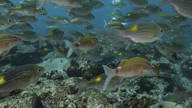 近距离观看条纹大眼睛鲷鱼在海底珊瑚礁视频素材