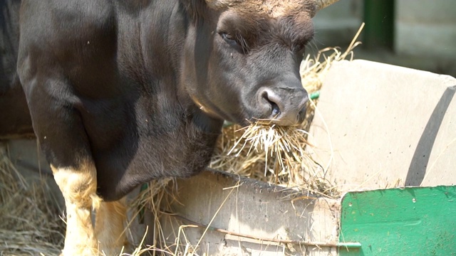 公牛靠近马槽和干草视频下载