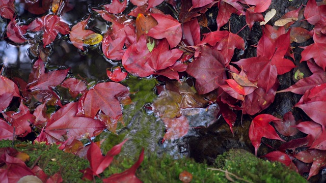 秋天的背景。小池塘里红红的枫树叶子和美丽的阳光视频下载