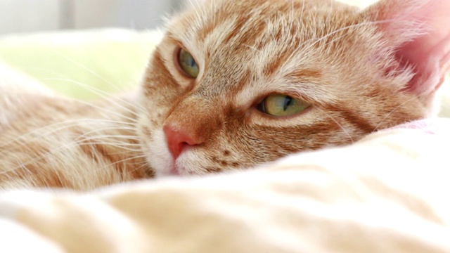 家养的欧洲黄姜猫躺在床上视频素材
