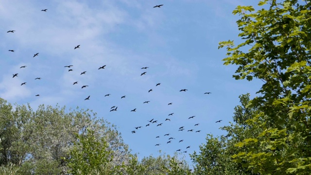以不完全的队形飞行的鹅群。缓慢的运动。鸟儿大雁列队飞翔，蓝天为背景。成群迁徙的大鸟。一大群鸟。视频素材