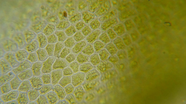 显微镜下的叶绿体。植物细胞中的叶绿体。叶片表面细胞结构图，显微镜下显示植物细胞。显微镜下的绿色植物细胞。转基因生物。DNA。视频下载