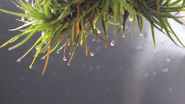 雨水滴落在空中的仙人掌的刺视频下载
