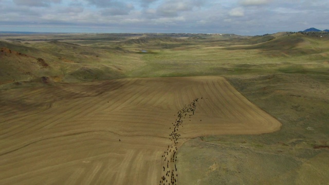 空中放牧的牛在蒙大拿牧场视频下载