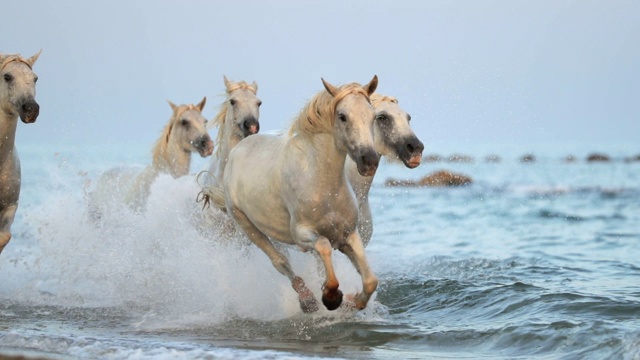 慢动作拍摄的马奔跑，而溅水在海上的海滩上的天空在日落-卡马格，法国视频素材