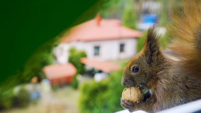 可爱的毛茸茸的松鼠吃大的棕色核桃在小可爱的爪子。小小的毛茸茸的野生动物坐在窗户上仍然在夏天或春天的一天。视频素材