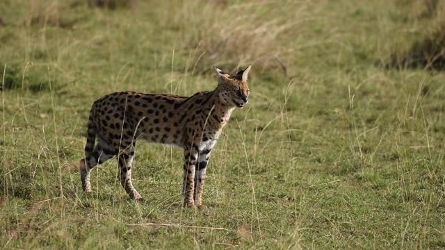 在马赛马拉国家保护区的草原上，在一次野生动物狩猎中，几只猫走过草地视频素材