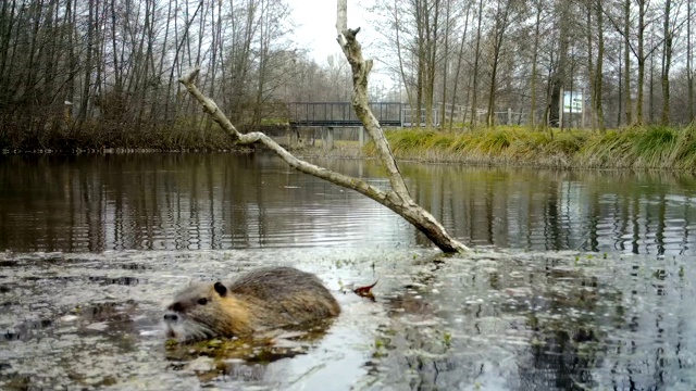 一只河狸鼠(或称海狸鼠)在一个小湖里游泳视频素材