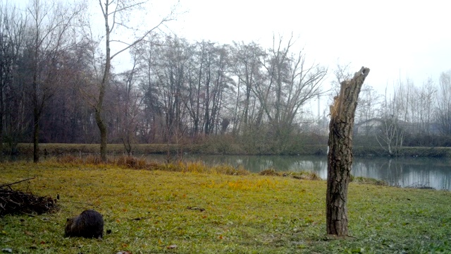 河狸鼠冬天在小湖边吃草视频素材