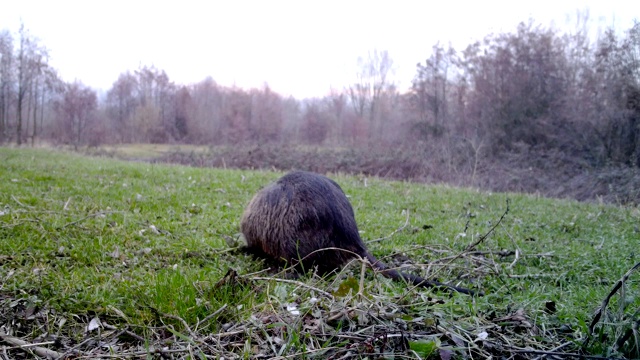 河狸鼠在冬天吃草。野生动物的视频视频素材
