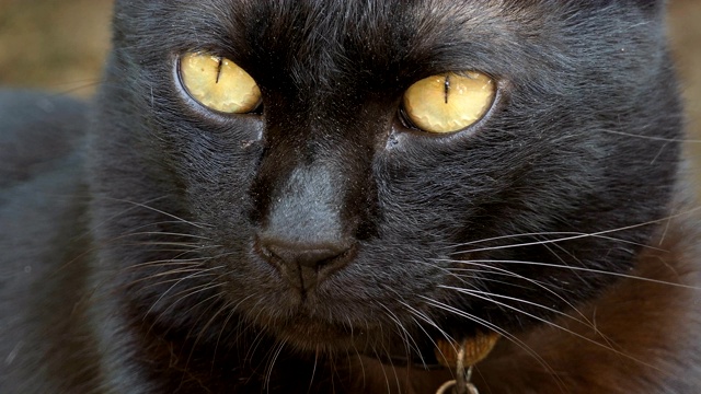 黑色的猫视频素材
