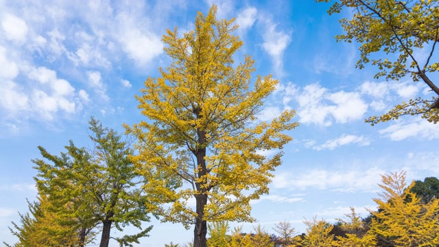 4K延时:放大黄色的银杏树和美丽的天空，昭和基宁纪念公园，日本东京视频下载