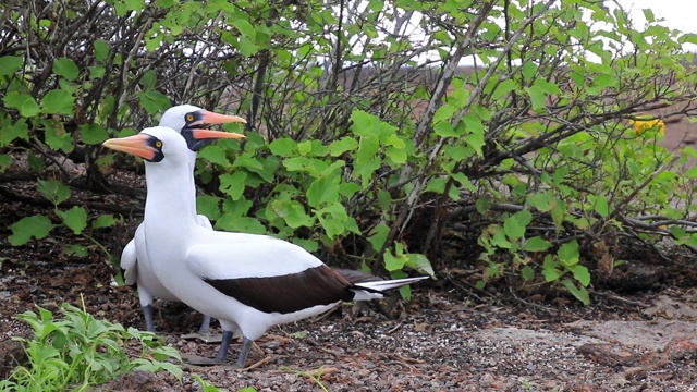 厄瓜多尔加拉帕戈斯国家公园，热那亚岛，纳斯卡鲣鸟正在举行交配仪式视频下载