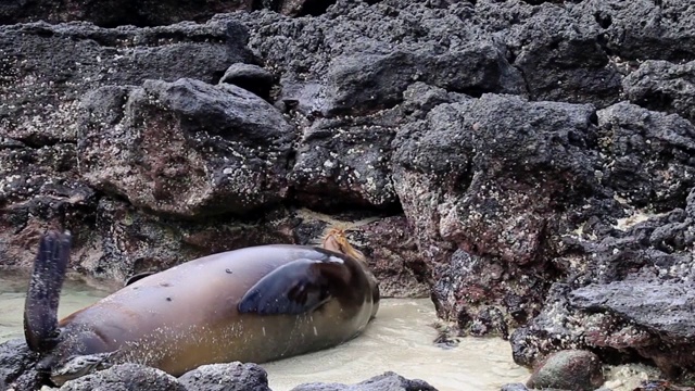 厄瓜多尔加拉帕戈斯国家公园，热那亚岛海滩上的加拉帕戈斯海狮视频下载