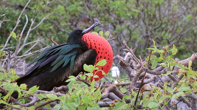 厄瓜多尔加拉帕戈斯国家公园Genovesa岛雄性军舰鸟(小军舰鸟)视频下载