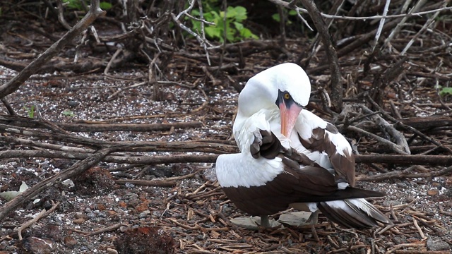 纳斯卡鲣鸟(苏拉格兰蒂)在热那亚岛，加拉帕戈斯国家公园，厄瓜多尔视频下载
