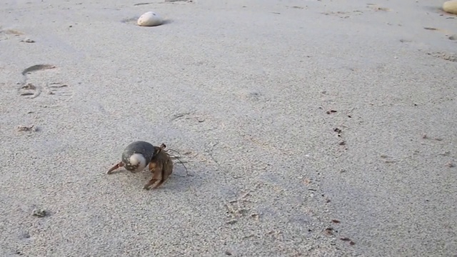 厄瓜多尔加拉帕戈斯国家公园热那亚岛海滩上的寄居蟹视频下载