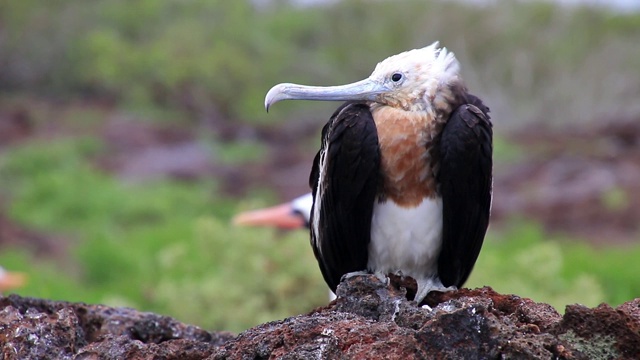 厄瓜多尔加拉帕戈斯国家公园热那亚岛的大军舰鸟(小军舰鸟)视频下载