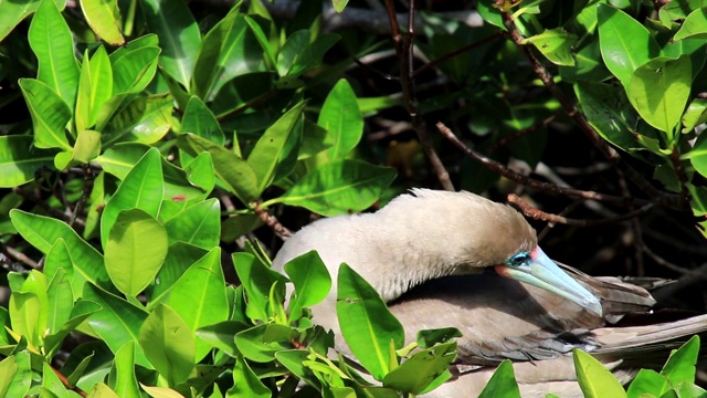 红脚鲣鸟(苏拉苏拉)坐在厄瓜多尔加拉帕戈斯国家公园热那亚岛的一棵树上视频下载