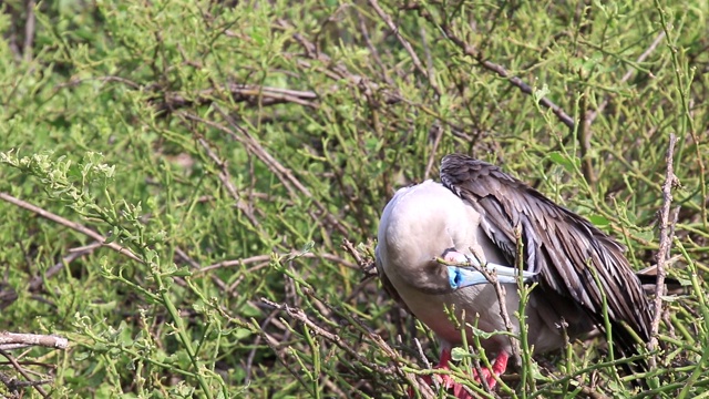 红脚鲣鸟(苏拉苏拉)梳理，热诺维萨岛，加拉帕戈斯国家公园，厄瓜多尔视频下载