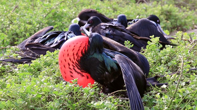 厄瓜多尔加拉帕戈斯国家公园，雄性军舰鸟在热那亚岛展出视频下载