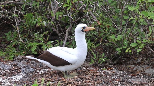 纳斯卡鲣鸟(苏拉格兰蒂)在热那亚岛，加拉帕戈斯国家公园，厄瓜多尔视频下载