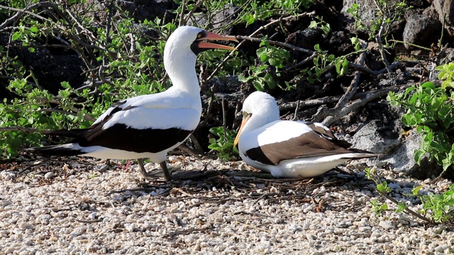 纳斯卡鲣鸟(苏拉格兰蒂)的巢，热那亚岛，加拉帕戈斯国家公园，厄瓜多尔视频下载