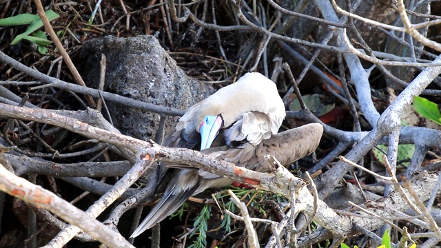 红脚鲣鸟(苏拉苏拉)梳理热诺维萨岛，加拉帕戈斯国家公园，厄瓜多尔视频下载