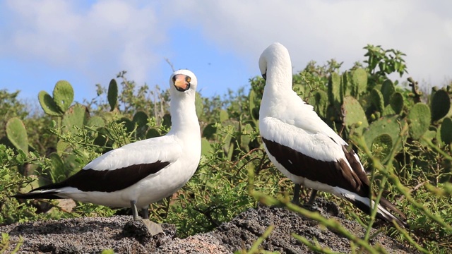 厄瓜多尔加拉帕戈斯国家公园Genovesa岛的纳斯卡鲣鸟视频下载
