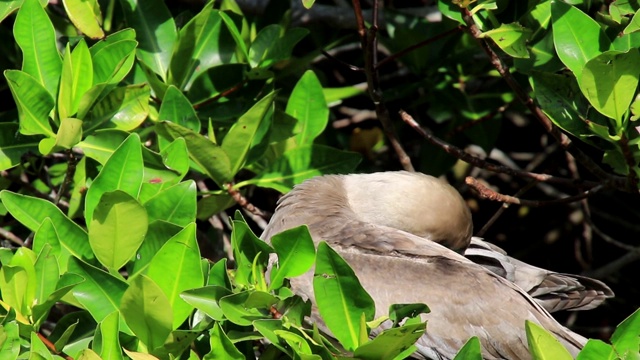 红脚鲣鸟(苏拉苏拉)坐在厄瓜多尔加拉帕戈斯国家公园热那亚岛的一棵树上视频下载