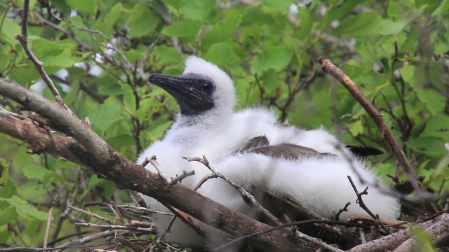厄瓜多尔加拉帕戈斯国家公园，热诺维萨岛，一只红脚鲣鸟的雏鸟坐在巢中视频下载