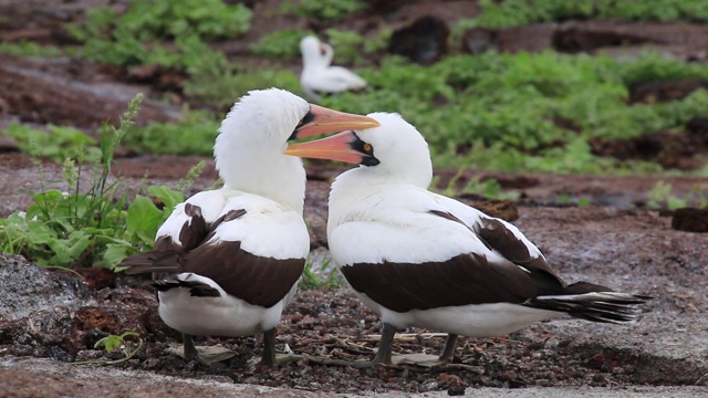 厄瓜多尔加拉帕戈斯国家公园，热诺维萨岛，纳斯卡鲣鸟互相梳理毛发视频下载