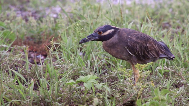 厄瓜多尔加拉帕戈斯国家公园，热那亚岛，黄冠夜鹭在捕猎视频下载