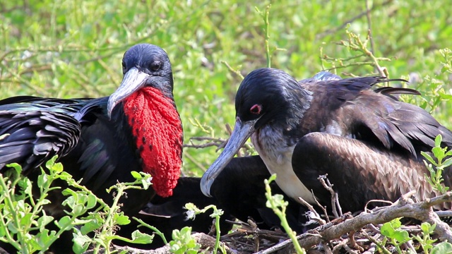 厄瓜多尔加拉帕戈斯国家公园，热那亚岛，雌雄军舰鸟坐在巢上视频下载