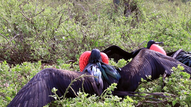 厄瓜多尔加拉帕戈斯国家公园，雄性军舰鸟在热那亚岛展出视频下载