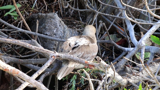 红脚鲣鸟(苏拉苏拉)筑巢，热诺维萨岛，加拉帕戈斯国家公园，厄瓜多尔视频下载