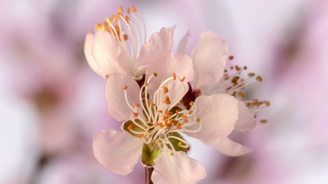 桃花盛开在水平格式时间流逝4k视频。桃树在春天开花的录像。视频购买