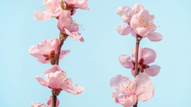 桃花盛开在水平格式时间流逝4k视频。桃树在春天开花的录像。视频素材