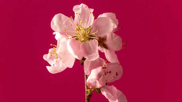 桃花旋转和盛开在一个水平格式时间流逝4k视频。桃树在春天开花的录像。视频素材