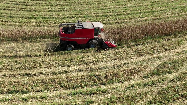 拖拉机在收割玉米。农业产业。伟大的景观。视频素材