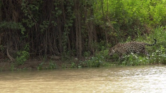 捷豹在河岸视频素材