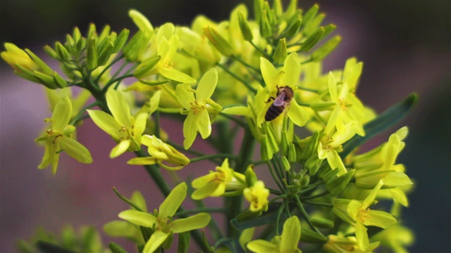 一只蜜蜂接近一朵黄色的花，试图降落在花瓣上视频下载