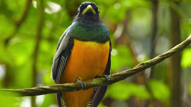 清晰生动的拍摄热带鸟类在巴拿马移动头部周围-高清视频下载